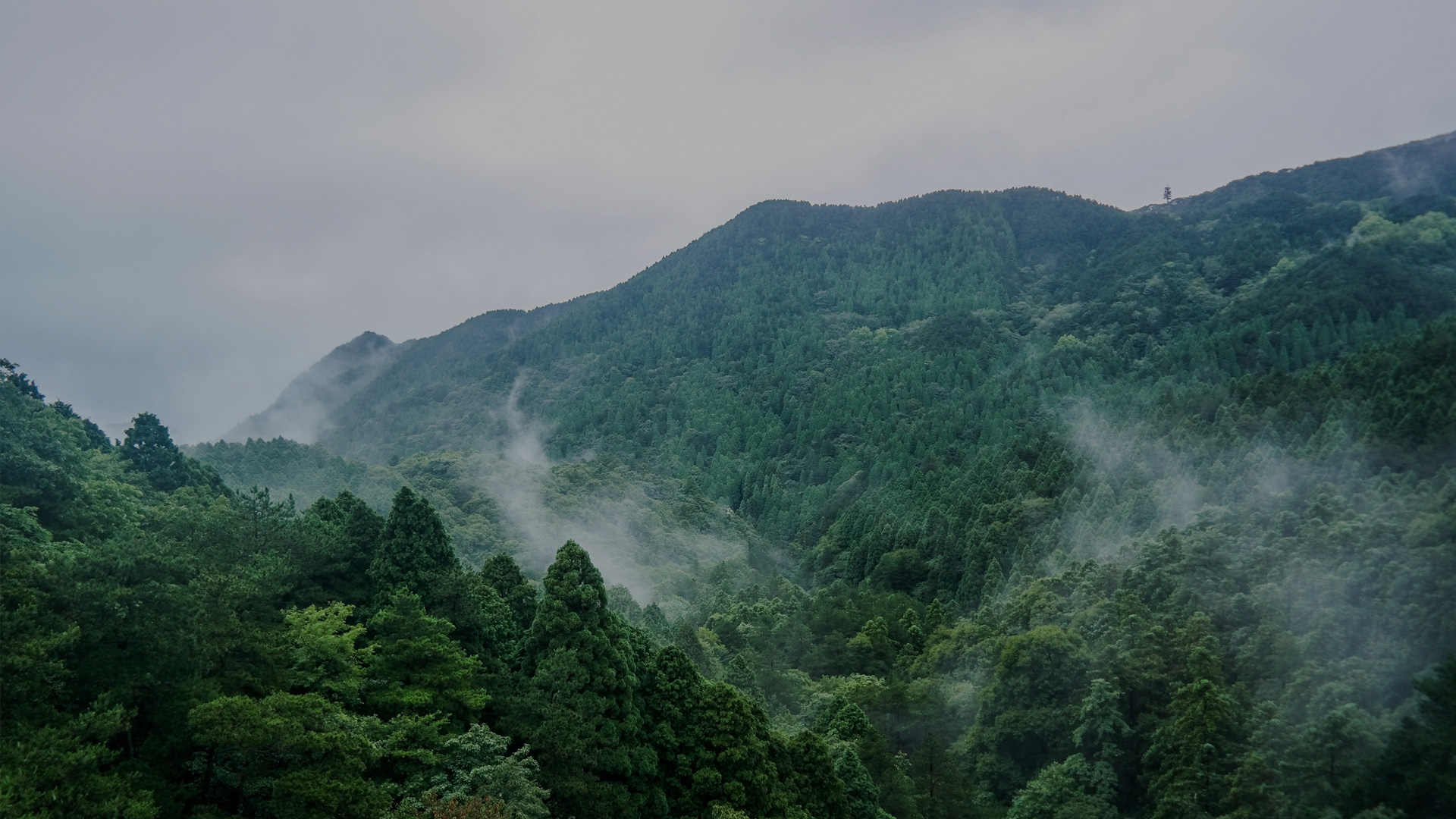 廣西柏木林木業有限公司